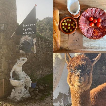 Experience Alpacas In Andalucia Apartment Кордоба Екстериор снимка