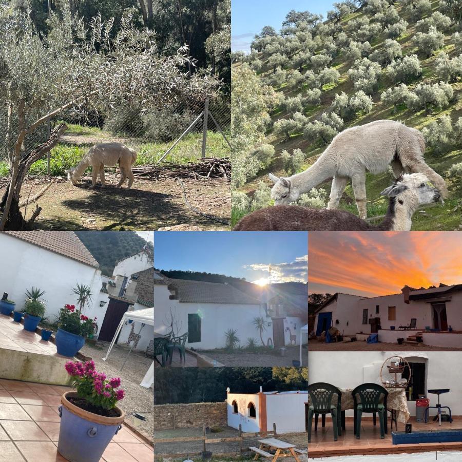 Experience Alpacas In Andalucia Apartment Кордоба Екстериор снимка