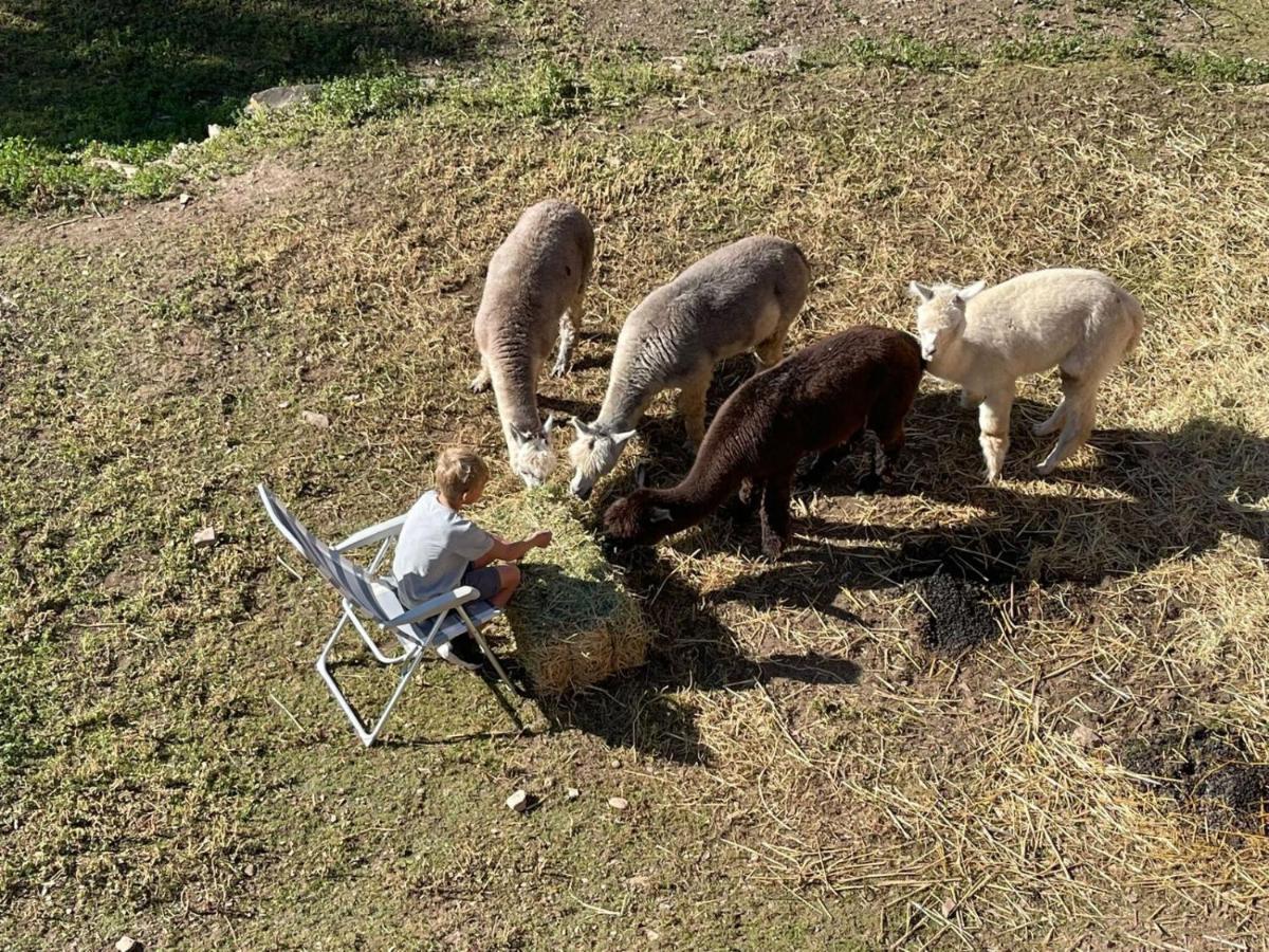Experience Alpacas In Andalucia Apartment Кордоба Екстериор снимка