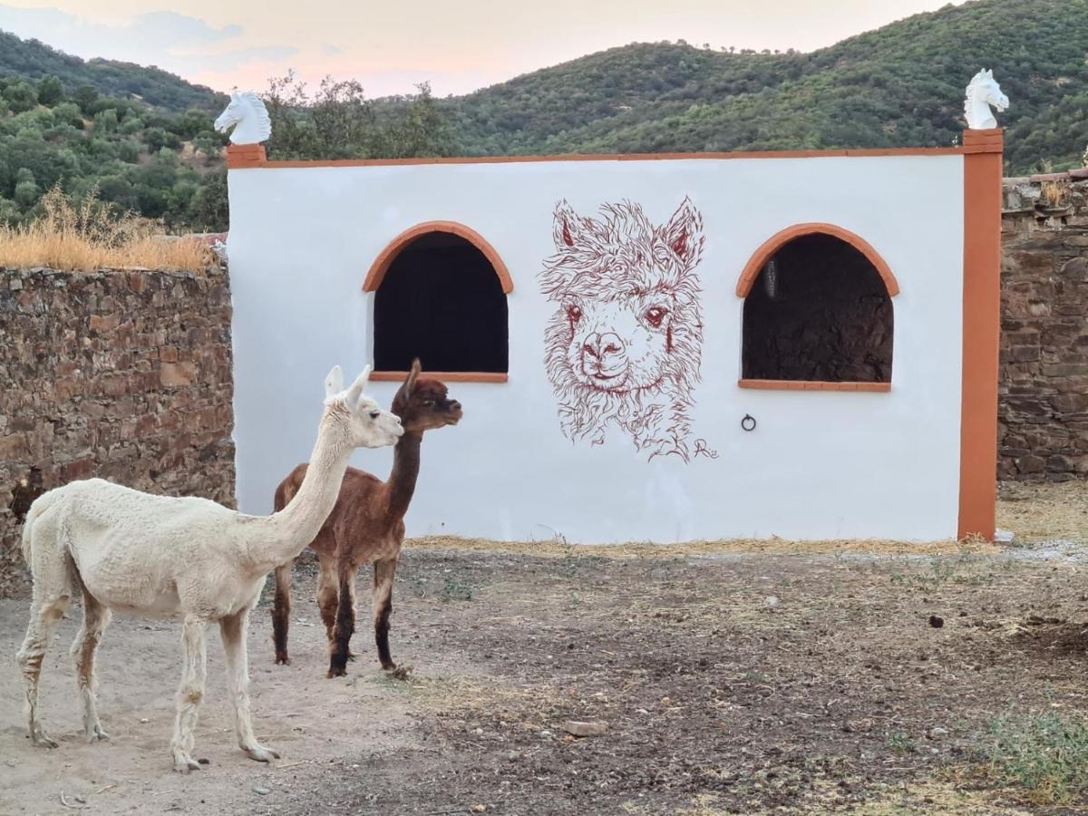 Experience Alpacas In Andalucia Apartment Кордоба Екстериор снимка