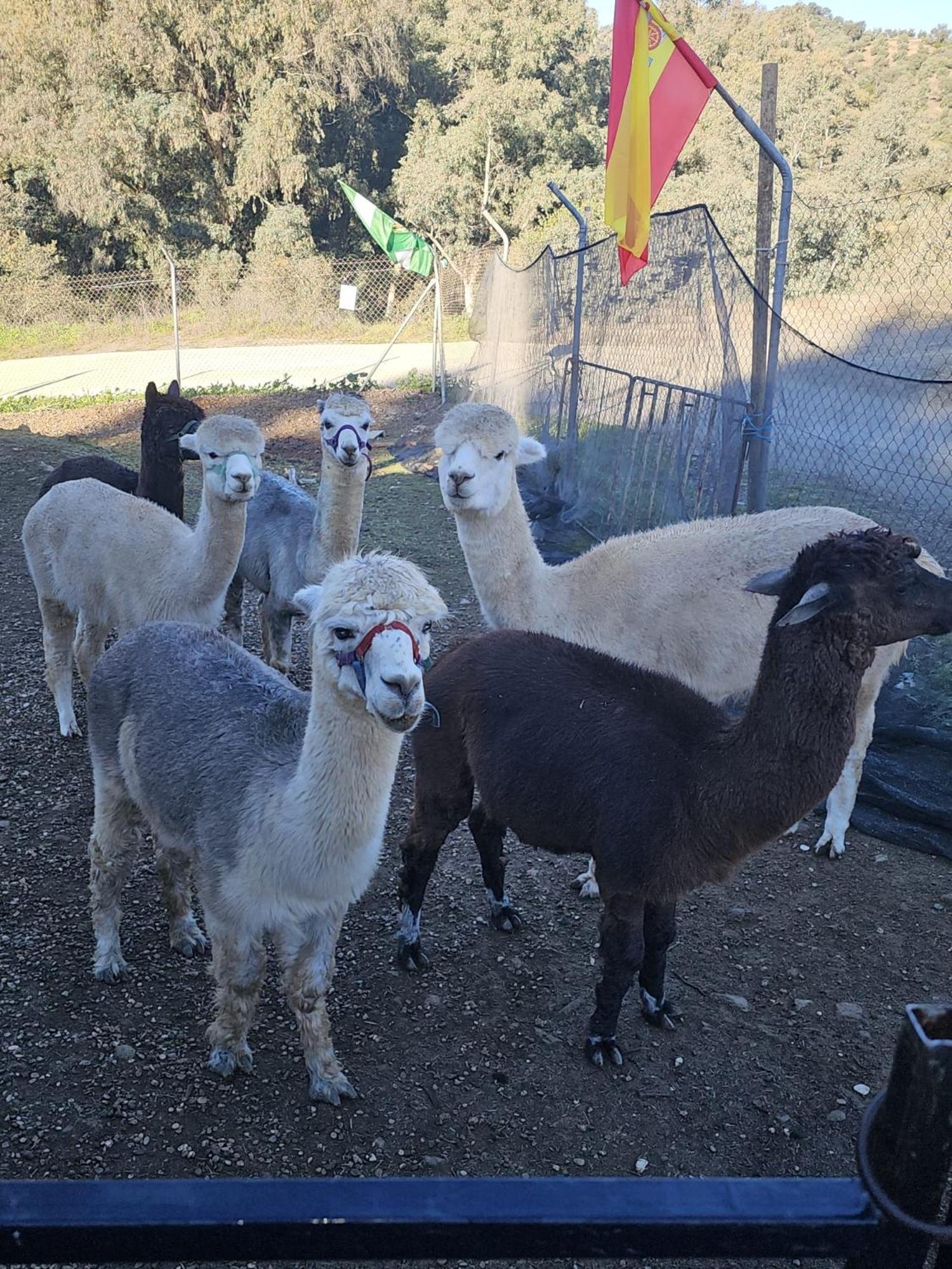 Experience Alpacas In Andalucia Apartment Кордоба Стая снимка